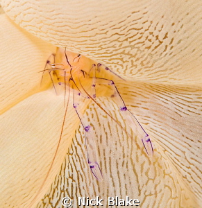 Bubble Coral shrimp
Komodo, Indonesia by Nick Blake 
